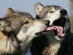 Wolves Love