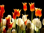Spring Tulips