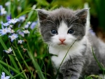 Cute Kitten