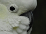 Cockatoo Selfie