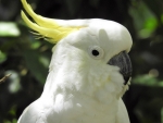 Cockatoo Selfie