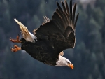 Bald Eagle Landing