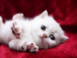 Cute White Kitten