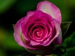Beautiful Rose