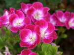 Geranium