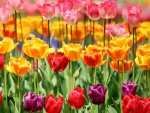 Colorful Tulips