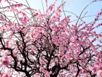 Plum Flowers