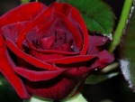 Beautiful Red Rose