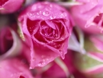Dew Drops on Pink Rose