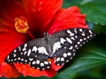 Butterfly on red Flower