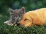 Dog Love With Kitten