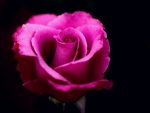 Dark Pink Rose