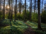 Swedish Forest Path