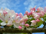 Apple Blossoms