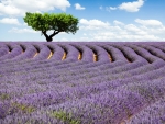 Beautiful Lavender Field