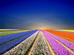 Lovely Tulips Field