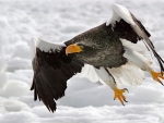 Flying Eagle in Snowy Weather