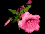 Pink Mallow Close-up