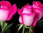 Three Pink Beauties