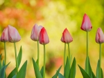Spring Tulips