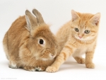 Kitten and bunny