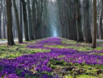 Crocus Path in the Park