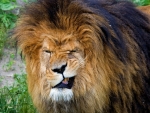 Lion Bit His Tongue