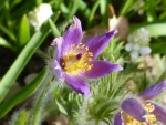 Pasque flower