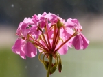 Pink Geranium