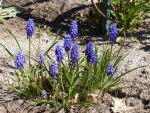 Grape Hyacinth