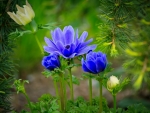 Blue flowers