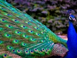 peacock