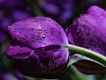 Purple Tulips