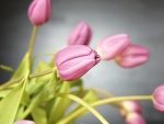 Tulips Blossom