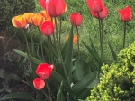 tulips