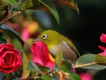 White Eyed Green Bird