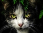 Green Eyes Cat