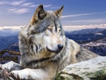 Mountain Wolves