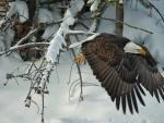 Winter Eagle
