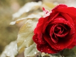 Beautiful Red Rose