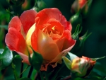 Hybrid Roses