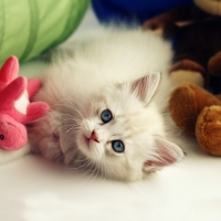 Cute Cat