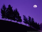 purple night