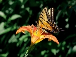 Swallowtail on lily