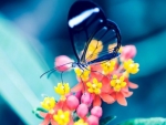 Beautiful Butterfly