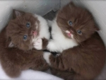 Cute Two Kittens