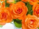 Orange Roses
