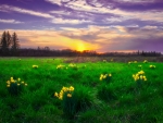 Daffodil Sunset