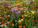 Spring Wildflowers