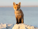 Baby Red Fox